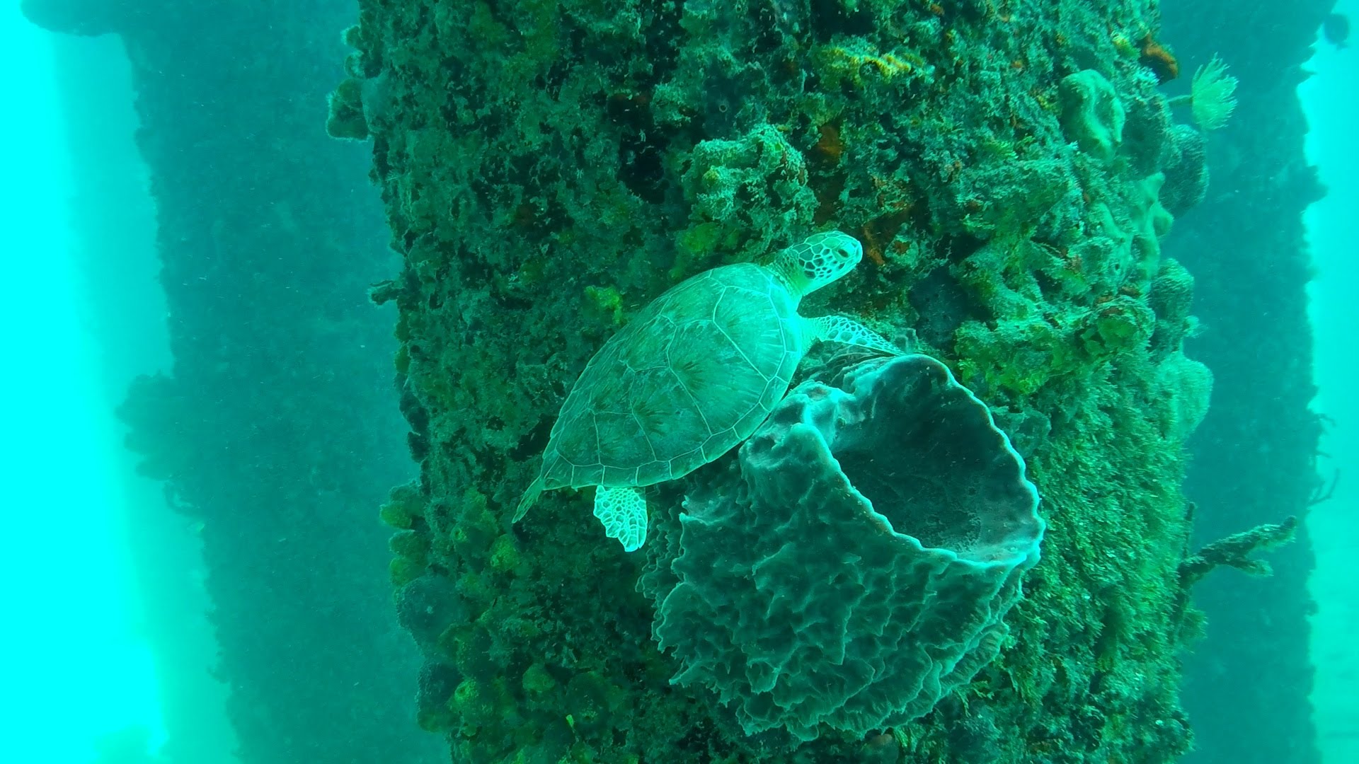 Featured image of post Cruzan Summer Camp Comes to an End